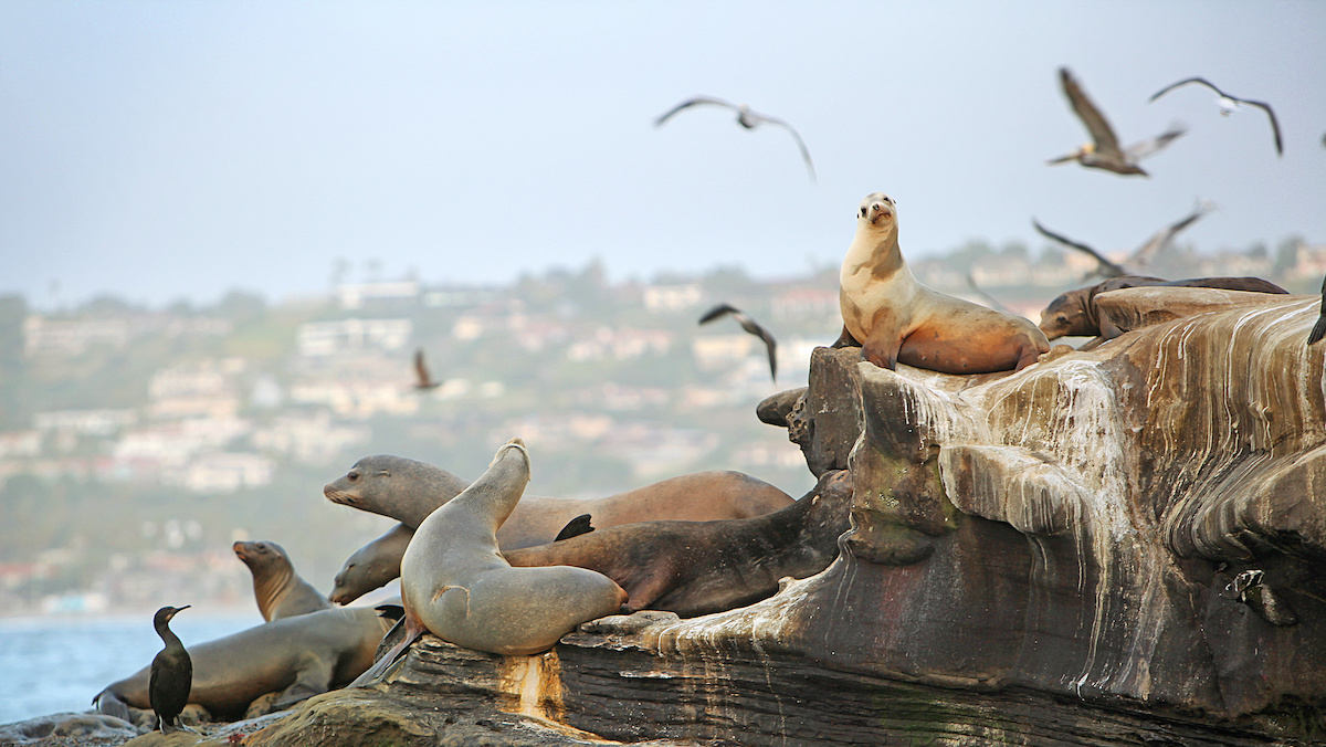 La Jolla's #1 Guide to Beaches, Restaurants, & More | LaJolla.com