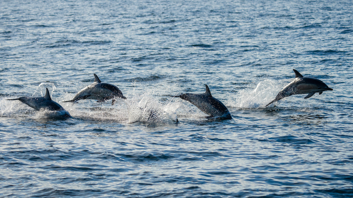 WATCH: Video of dolphins off the coast of San Diego goes viral