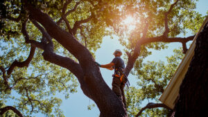 Tree Service in San Diego Benefits